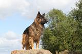 BERGER ALLEMAND 295